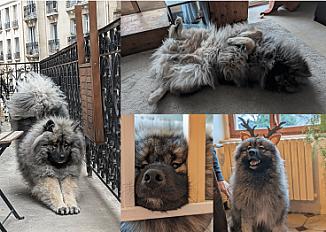 Donne samoyède croisé gentil et affectueux 2 ans - Rhône - Photo 2