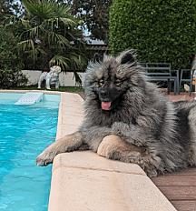Donne samoyède croisé gentil et affectueux 2 ans - Rhône - Photo 3
