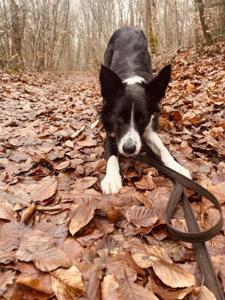 Donne Border Collie 4 ans - Meurthe et Moselle
