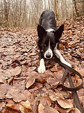 Donne Border Collie 4 ans - Meurthe et Moselle