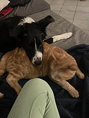 Donne Border Collie 4 ans - Meurthe et Moselle - Photo 2