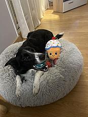 Donne Border Collie 4 ans - Meurthe et Moselle - Photo 3