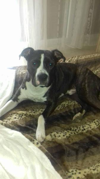 Donne dogue argentin croisé boxer 10 ans - Hérault