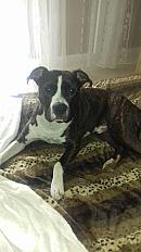 Donne dogue argentin croisé boxer 10 ans - Hérault