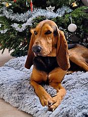 Donne Pluto, Bruno du Jura mâle 4 ans - Haut Rhin