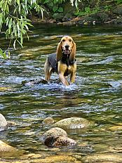 Donne Pluto, Bruno du Jura mâle 4 ans - Haut Rhin - Photo 2