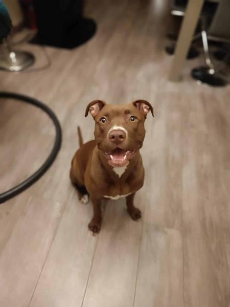 Donne chienne croisée Braque Allemand x Labrador 4 ans - Essonne