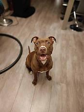 Donne chienne croisée Braque Allemand x Labrador 4 ans - Essonne