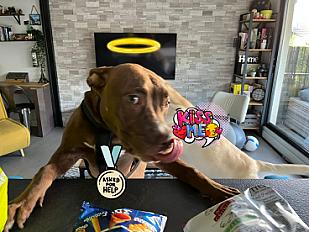 Donne chienne croisée Braque Allemand x Labrador 4 ans - Essonne - Photo 2