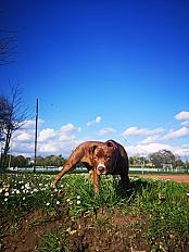 Donne chienne croisée Braque Allemand x Labrador 4 ans - Essonne - Photo 3