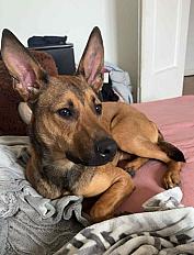 Donne Chiot croisé Rhodesian 10 mois - Hauts de Seine