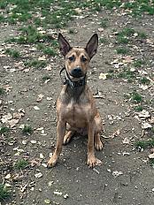 Donne Chiot croisé Rhodesian 10 mois - Hauts de Seine - Photo 2