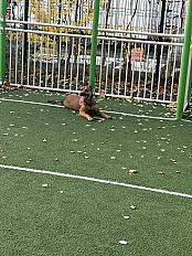 Donne Chiot croisé Rhodesian 10 mois - Hauts de Seine - Photo 3