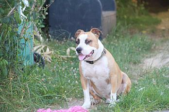 Donne male american staff 3 ans - Gers