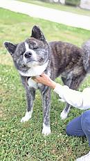 Donne akita inu bringé 2 ans - Charente Maritime