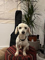 Donne bichon 3 ans - Haute Garonne
