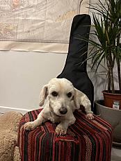 Donne bichon 3 ans - Haute Garonne - Photo 2