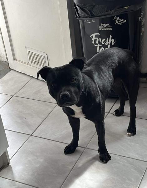 Donne staffie 4 ans - Bouches du Rhône