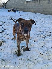 Donne chienne Beauceron x Boxer 5 ans - Sarthe
