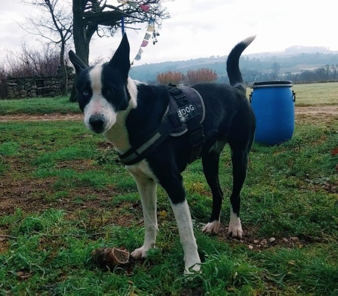 Donne chien Border croisé 6 ans - Gard