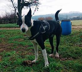 Donne chien Border croisé 6 ans - Gard