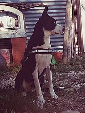 Donne chien Border croisé 6 ans - Gard - Photo 2