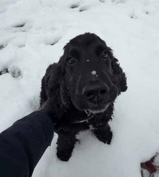 Donne cocker noir 3 ans - Tarn