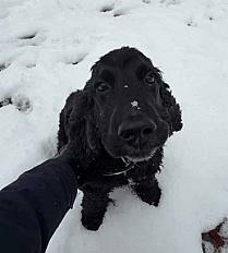 Donne cocker noir 3 ans - Tarn