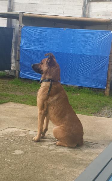 Donne Berger allemand x malinois 1 an - Gironde