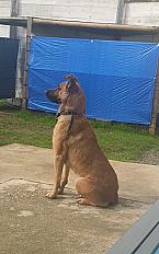 Donne Berger allemand x malinois 1 an - Gironde