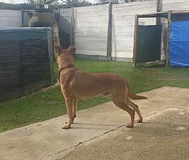 Donne Berger allemand x malinois 1 an - Gironde - Photo 2