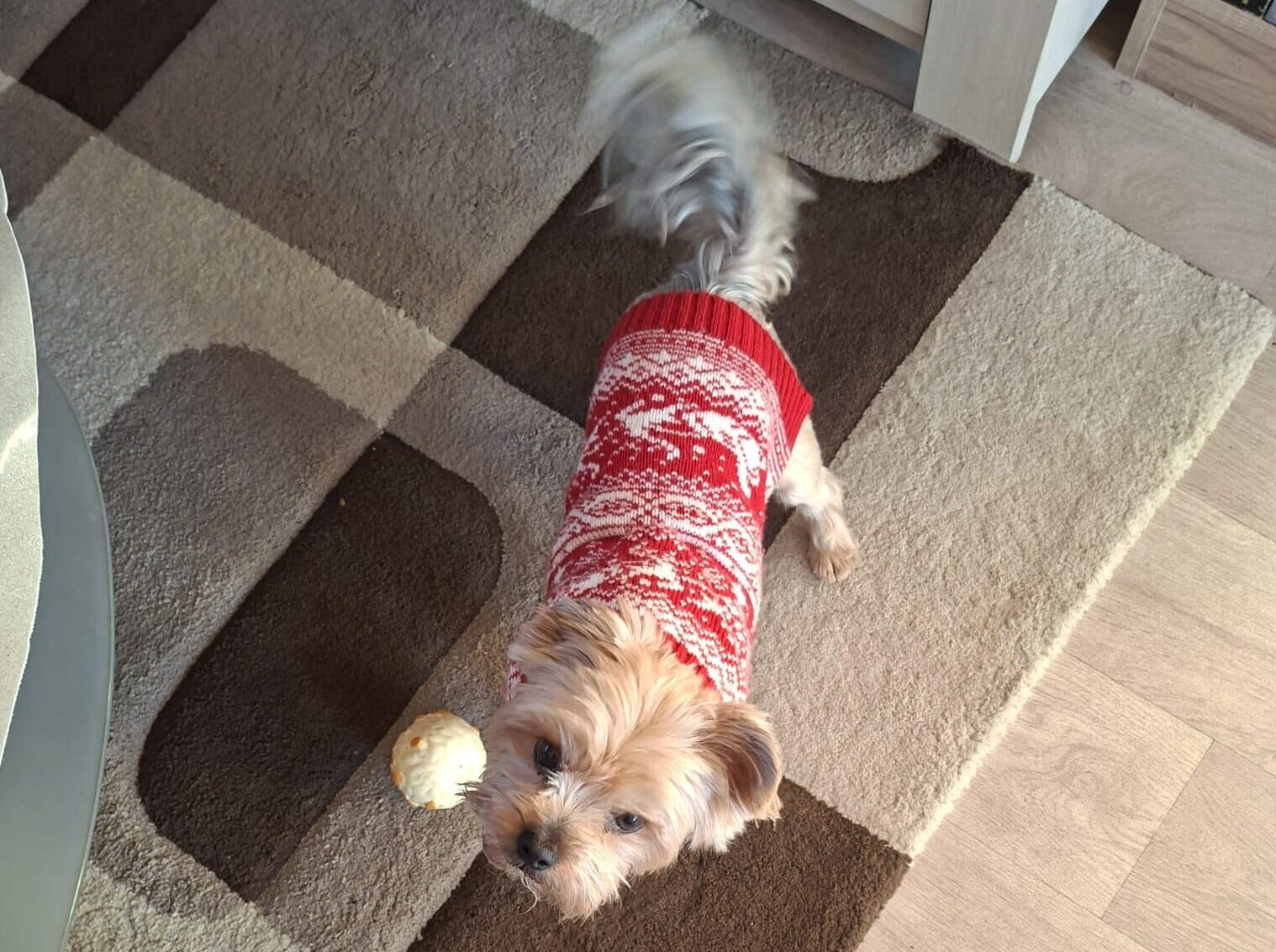 A donner yorkshire terrier mâle 6 ans - Yvelines