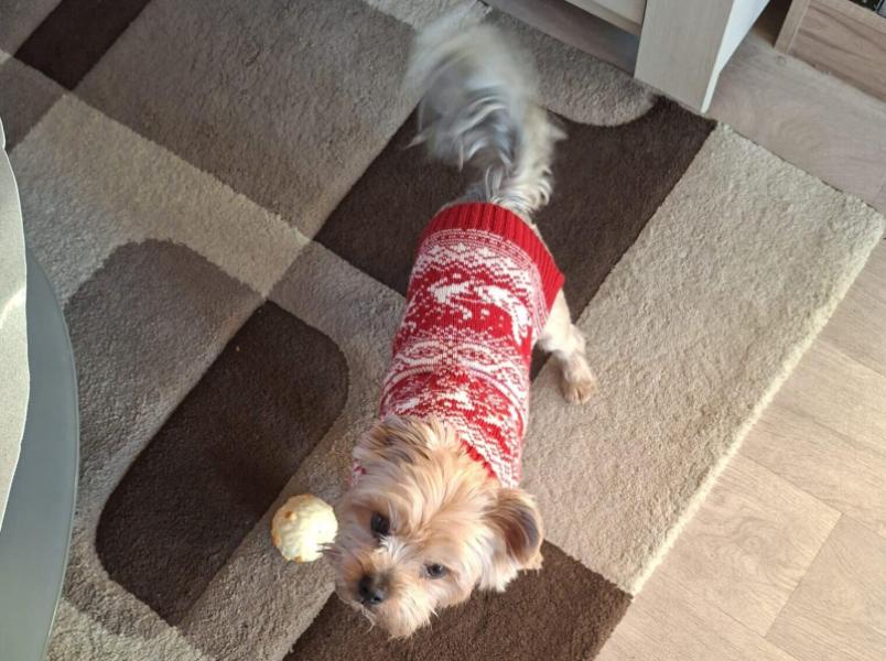 A donner yorkshire terrier mâle 6 ans - Yvelines