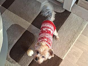 A donner yorkshire terrier mâle 6 ans - Yvelines