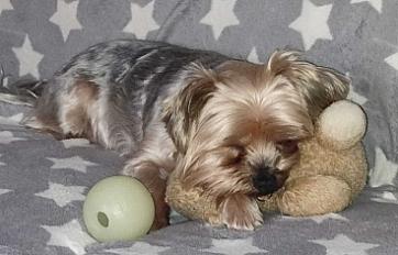 A donner yorkshire terrier mâle 6 ans - Yvelines - Photo 2