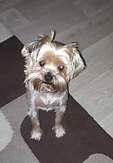 A donner yorkshire terrier mâle 6 ans - Yvelines - Photo 3