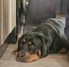 Donne Saga Rottweiler femelle 4 ans - Bouches du Rhône