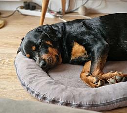 Donne Saga Rottweiler femelle 4 ans - Bouches du Rhône - Photo 2
