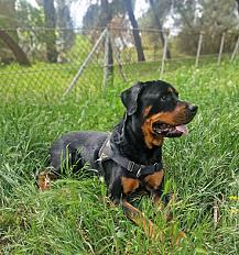 Donne Saga Rottweiler femelle 4 ans - Bouches du Rhône - Photo 3