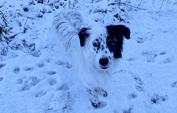 Donne Tyson border collie mâle 7 ans - Isère