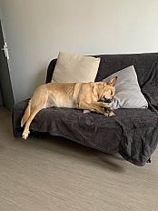 Donne berger belge x labrador femelle 8 ans - Hérault