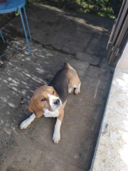 Donne beagle mâle 5 ans - Eure et Loir