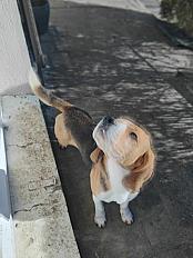 Donne beagle mâle 5 ans - Eure et Loir - Photo 2