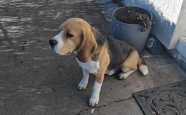 Donne beagle mâle 5 ans - Eure et Loir - Photo 3
