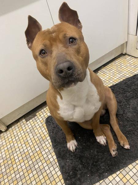 Donne amstaff adorable LOF 3 ans - Seine Saint Denis