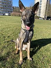 Donne berger allemand femelle 6 ans - Belgique (Rixensart) - Photo 2