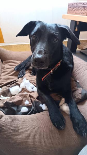 Donne chien croisé Malinois x Braque Allemand 4 ans - Loir et Cher