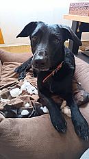 Donne chien croisé Malinois x Braque Allemand 4 ans - Loir et Cher