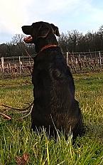 Donne chien croisé Malinois x Braque Allemand 4 ans - Loir et Cher - Photo 2