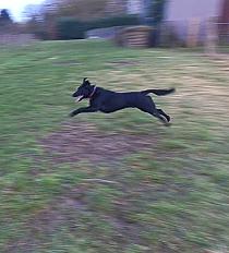 Donne chien croisé Malinois x Braque Allemand 4 ans - Loir et Cher - Photo 3